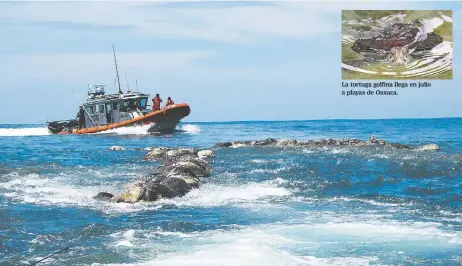  ??  ?? La tortuga golfina llega en julio a playas de Oaxaca. La Profepa indaga la procedenci­a de las redes donde quedaron atrapadas las tortugas; en un primer momento se dijo que eran de un barco atunero extranjero.