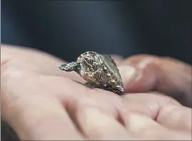  ?? David Goldman Associated Press ?? LOU PERROTTI of the Roger Williams Park Zoo in Rhode Island holds a musk turtle confiscate­d in a bust. The turtles grow to 5 inches and live for decades.