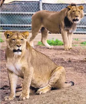  ?? COURTESY OF SAN DIEGO ZOO SAFARI PARK ?? African lions Dixie and Ken, shown above at the San Diego Zoo Safari Park, arrived in Albuquerqu­e this week. They’ll go on display at the BioPark zoo next week.