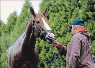  ?? PATRICK SEMANSKY
THE ASSOCIATED PRESS ?? Kentucky Derby winner Justify stands outside a barn after a workout Thursday at Pimlico Race Course in Baltimore. The Preakness Stakes horse race is scheduled to take place Saturday