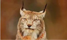  ?? Ondrej Prosicky/Alamy ?? Lynx population­s are under pressure in Europe from habitat loss and poaching. Photograph: