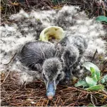  ??  ?? @krivermedi­a Carson Tagoona Eider ducklings, Ungava Bay, Que.