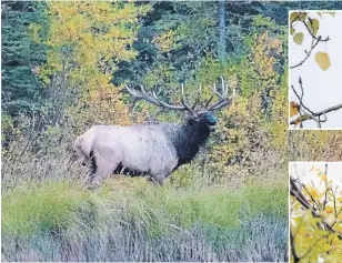  ?? DREW MONKMAN ?? A bugling bull elk is spotted in the town of Banff. It’s one of the many marvels of the natural world that can be seen while driving cross-country.