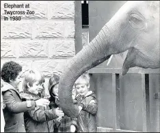  ??  ?? Elephant at Twycross Zoo in 1980