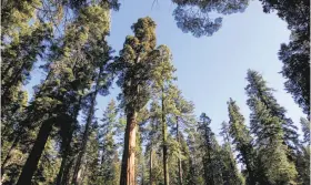  ?? Michael Macor / The Chronicle ?? The Mariposa Grove of giant sequoias in Yosemite National Park will reopen June 15 after a three-year restoratio­n project to protect the trees’ habitat.