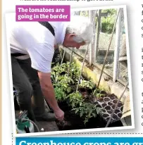  ??  ?? The tomatoes are going in the border