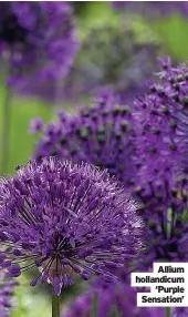  ??  ?? Allium hollandicu­m ‘Purple Sensation’