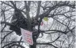  ?? FOTO: PRIVAT ?? Einen Baum in der Grünanlage in der Ravensburg­er Schussenst­raße haben Klimaaktiv­isten besetzt.