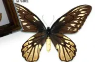  ??  ?? Arctiide du Canada immortalis­é par l’entomologi­ste amatrice et photograph­e Lucie Dubé. Nous lui avons posé la question qui tue : comment donne-t-on la mort aux papillons avant de les épingler ? On peut déposer quelques gouttes d’acétate d’éthyle au fond d’un contenant avant d’y glisser le papillon et de refermer le couvercle. Il s’asphyxie alors.
