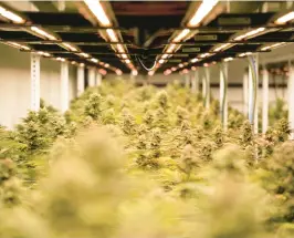  ?? BILLY SCHUERMAN/STAFF ?? Rows of medical marijuana plants are grown under controlled daylight bulbs at the Cannabist medical marijuana growing facility in Portsmouth on Nov. 15.