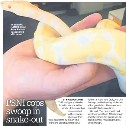  ??  ?? IN SSSAFE HANDS Albino Royal Python was reunited with owner