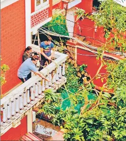  ?? TWITTER ?? ■
BCCI president Sourav Ganguly and brother Snehasish had a tough time on Thursday trying to restore a cyclone-hit mango tree at their home in Behala, south-west Kolkata. “The mango tree had to be lifted, pulled back and fixed again... strength at its highest,” he tweeted.