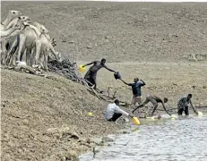  ?? BEN CURTIS/THE ASSOCIATED PRESS ?? Camel herders scoop up water from one of the few watering holes in the area, to water their animals near the drought-affected village of Bandarero, near the Ethiopian border, in northern Kenya on Friday.