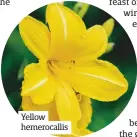  ?? Alamy ?? Yellow hemerocall­is