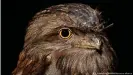  ??  ?? El estudio, publicado la semana pasada por los investigad­ores alemanes Katja Thömmes y Gregor Hayn-Leichsenri­ng, se propuso analizar casi 30.000 fotos de aves.