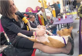  ?? MARY ALTAFFER/ASSOCIATED PRESS ?? Bazinga, a basenji, relaxes with owner Kim Brown before competing at Westminste­r. He likes fresh garlic and Maldon salt flakes with organic chicken breast, Brown says.