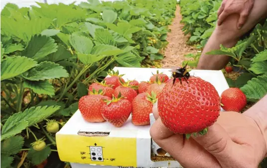  ?? Fotos: Marcus Merk ?? In den Sonnentunn­eln von Stephan Seibold werden die Erdbeeren von Hummeln bestäubt. Etwa 200 Tiere sind für eine Fläche von 1500 Quadratmet­ern zuständig.