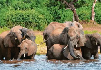  ?? Foto: Charmaine Noronha, ap, dpa ?? Diese Elefanten trinken Wasser im Chobe-Nationalpa­rk von Botsuana. In dem Land leben derzeit über 130000 Elefanten – Tendenz steigend.