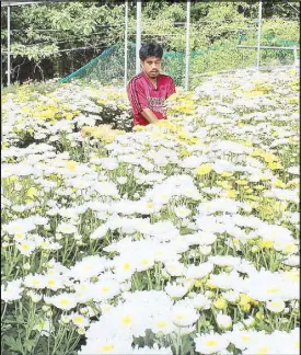  ?? VICTOR MARTIN ?? A farmer harvests Malaysian mums to be sold for All Saints Day in Barangay Edralin, Kasibu, Nueva Vizcaya yesterday.