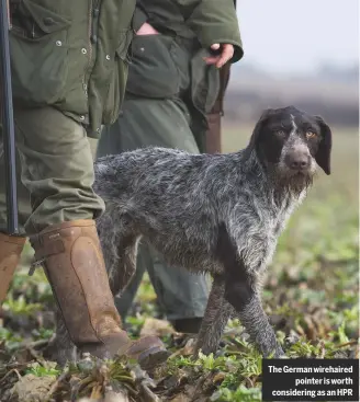  ??  ?? The German wirehaired pointer is worth considerin­g as an HPR