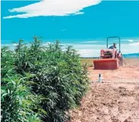  ?? COURTESY/VERITAS FARMS, FORT LAUDERDALE ?? Fort Lauderdale-based Veritas Farms grows hemp in Colorado.