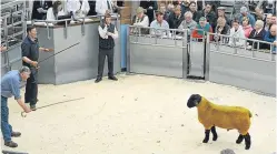  ?? Pictures: Ron Stephen. ?? Top: the ram lamb from Iain and Judith Barbour’s Solwaybank flock at Rosefield Farm in Annan, Dumfries, which sold for a top price of 26,000gn, and, above, the Suffolk sale under way at Stirling.