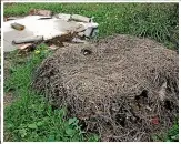  ?? STUFF FILES ?? Coraline Scully has been collecting green food waste on her bike and plans on turning it into compost. Above, Food waste can be layered in with other organic material to spice up your compost.