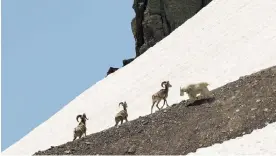  ?? Photograph: Forest P Hayes ?? A mountain goat moves toward three bighorn rams at a high-elevation snow patch in Glacier national park.