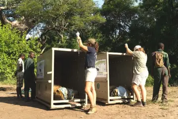  ??  ?? Sedated lions Chimwala and Sapitwa receive IV fluids before being transporte­d from Majete Wildlife Reserve.