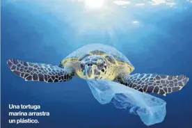  ??  ?? Una tortuga marina arrastra un plástico.