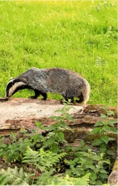  ??  ?? An inquisitiv­e Roe deer approaches a badger outside its sett.