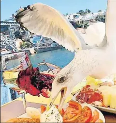  ?? IKERCASILL­AS ?? La gaviota que se coló en la comida de Iker Casillas