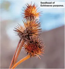  ??  ?? Seedhead of Echinacea purpurea.
