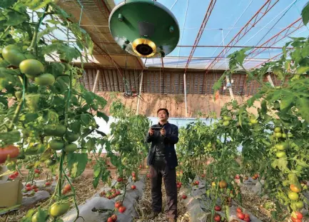  ??  ?? Zhang Li, who heads a local agricultur­al cooperativ­e, uses his phone to adjust the temperatur­e in a greenhouse for vegetables in Taiyuan, Shanxi Province, on January 22.