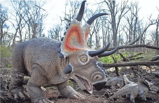  ?? ARIEL COBBERT/ THE COMMERCIAL APPEAL ?? A Diablocera­tops greets visitors at the Memphis Zoo’s “Dinosaurs” exhibit on Feb. 28.