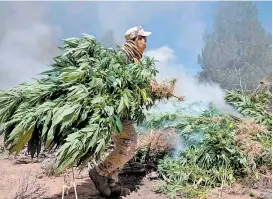  ??  ?? La destrucció­n del plantío de mota en Tecate, Baja California.