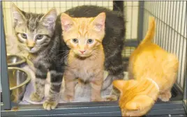  ?? STAFF PHOTO BY TIFFANY WATSON ?? Just a few of the many kittens waiting to be adopted at the Humane Society of Charles County.