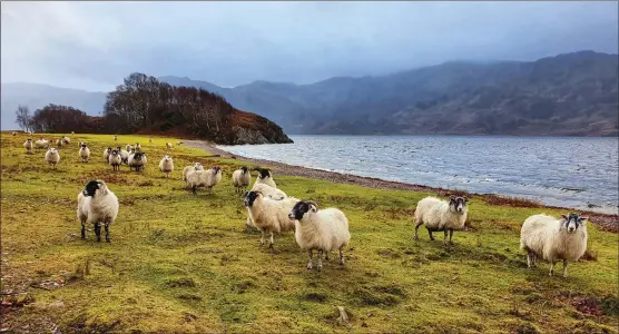  ??  ?? Reader Fran Benison took this photograph of Loch Morar during a recent weekend away, using a Samsung Galaxy S10 smartphone.
We welcome submission­s for Picture of the Day. Email picoftheda­y@theherald.co.uk