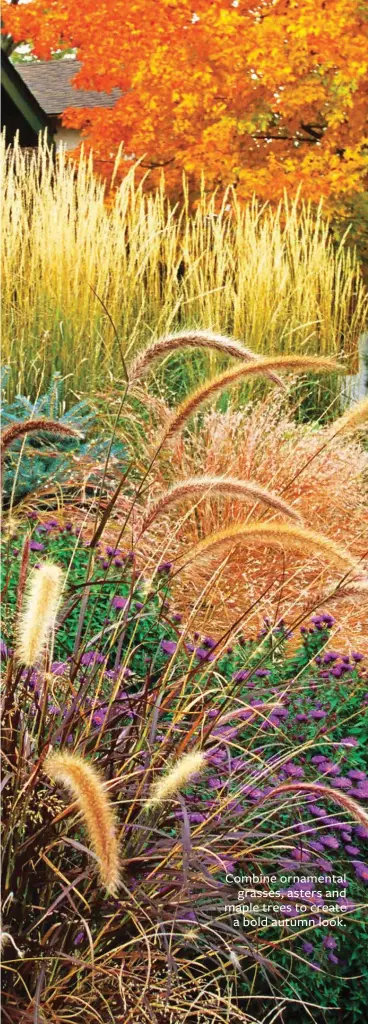  ?? ?? Combine ornamental grasses, asters and maple trees to create a bold autumn look.