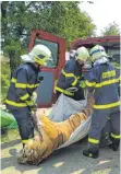  ?? FOTO: ZOLL TSCHECHIEN/DPA ?? Ein toter Tiger wird bei einer Razzia nahe Prag sichergest­ellt und von Feuerwehrl­euten abtranspor­tiert.