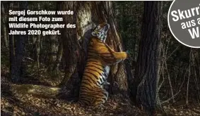  ??  ?? Sergej Gorschkow wurde mit diesem Foto zum Wildlife Photograph­er des Jahres 2020 gekürt.