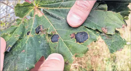  ?? DAVID MAHER/THE TELEGRAM ?? Tar spots, often found on maple trees, are a fungus that can recur every year if trees aren’t properly maintained, but the discoloura­tions are mostly harmless.