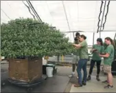  ?? AP ?? Amanda Galano (third from right) demonstrat­es how to aid the growth of a Thousand Bloom Chrysanthe­mum to students from the University of Delaware at Longwood Gardens in Kennett Square.