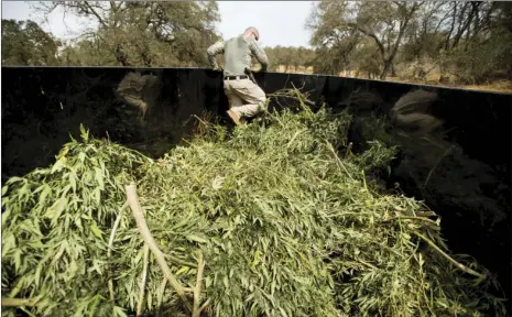  ??  ?? In this Sept. 29 file photo, a sheriff’s deputy compacts marijuana seized during a raid in unincorpor­ated Calaveras County. A hodgepodge of law enforcemen­t agencies throughout California will be responsibl­e for enforcing new marijuana laws that make...