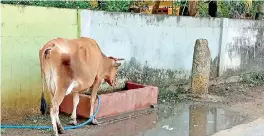  ??  ?? A back scrub stone and water trough that R. Nishanthan, a building contractor has placed in front of his house. Pix by N. Lohathayal­an