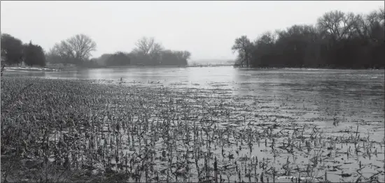  ?? Ag Advisory Services ?? Directly above: Well into the growing season, corn still stands in water in a Custer County field.