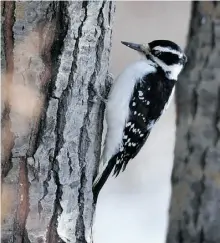 ?? John Lucas/ Edmonton Journal file ?? Woodpecker­s can weaken a tree, but there are deterrents. Wrap the trunk in burlap, or tie some Mylar balloons emblazoned with owl faces to the tree to scare them off.