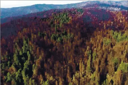  ?? SAVE THE REDWOODS LEAGUE ?? A mosaic burn pattern is seen from video taken by drone pilot Jim Campbell-Spickler ofSave the Redwoods League of Big Basin Redwoods State Park in Boulder Creek.