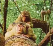  ??  ?? CLOCKWISE FROM LEFT: Feeding on rats might give the macaque a fighting chance to survive - by introducin­g the latter as a biological pest control in plantation­s. PHOTO BY ANNA
HOLZNER; Primates are extremely important to the ecosystems in which they...