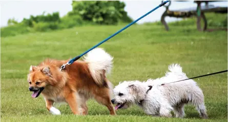  ??  ?? Para o PAN, «sem estes parques, parece que cada pessoa com animais teria de comprar um terreno para os poder soltar»